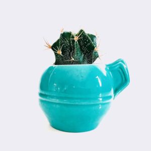 迷你星狀植物
