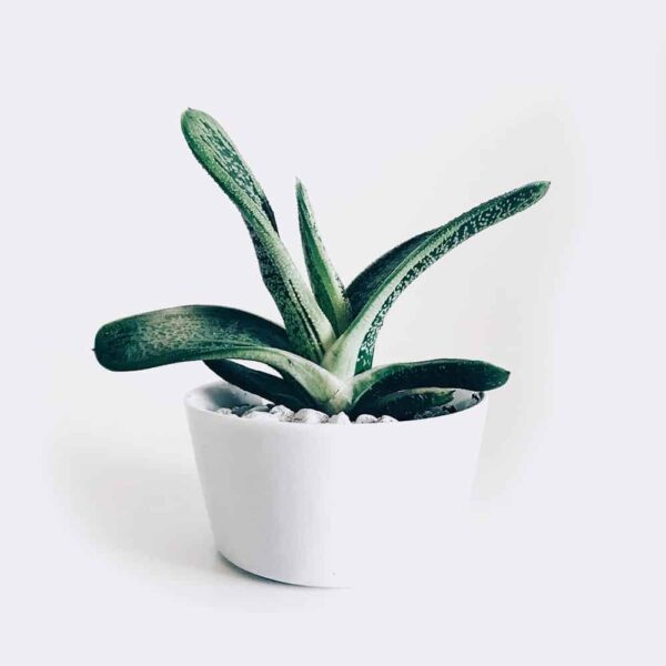 長春花